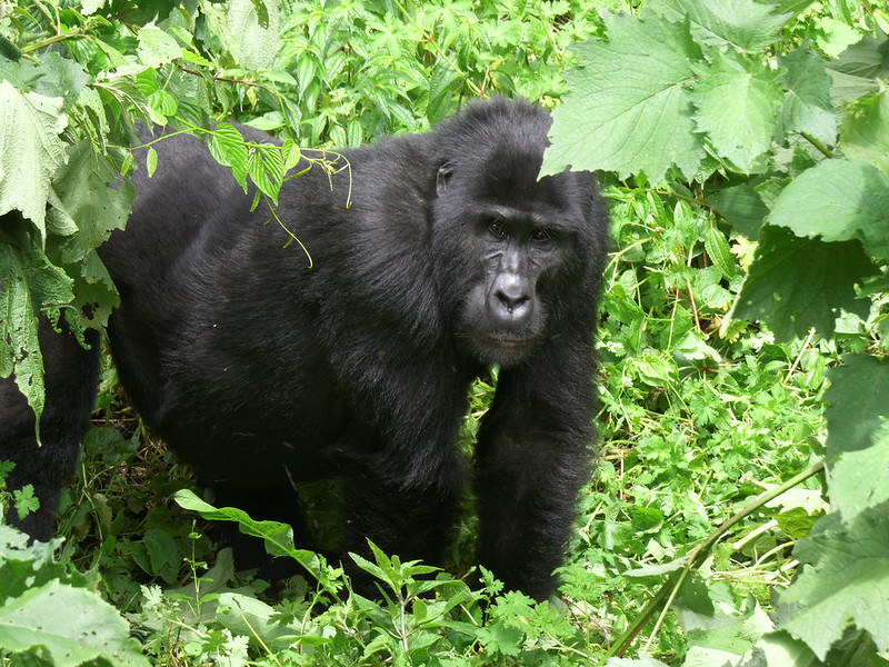 One-hour versus four-hour gorilla trekking