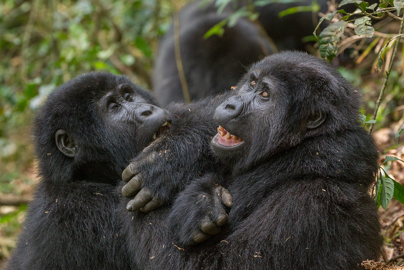 Uganda Gorilla Safaris