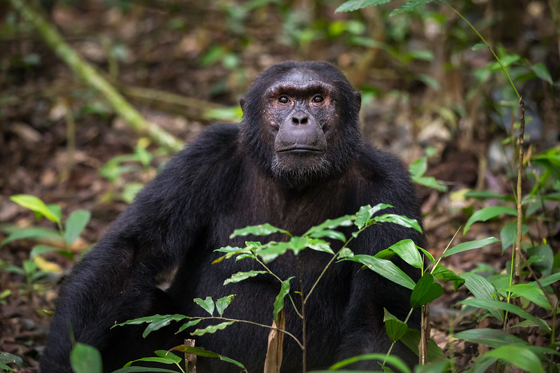 Kibale Forest National Park