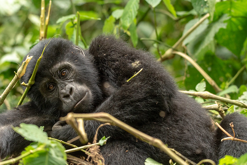 Bwindi Impenetrable Forest National Park