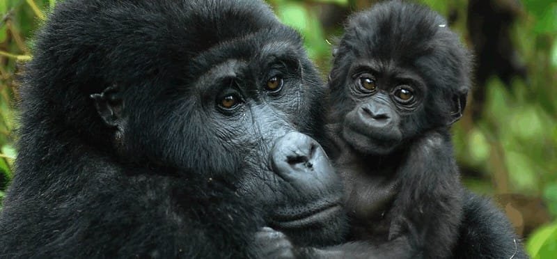 How much is a permit to see Gorillas in Bwindi?