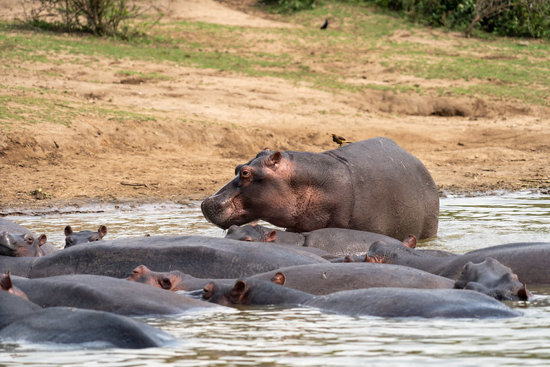 Queen Elizabeth National Park