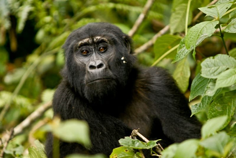 Are Gorillas Really Dangerous? - Understand gorilla behaviors. 204