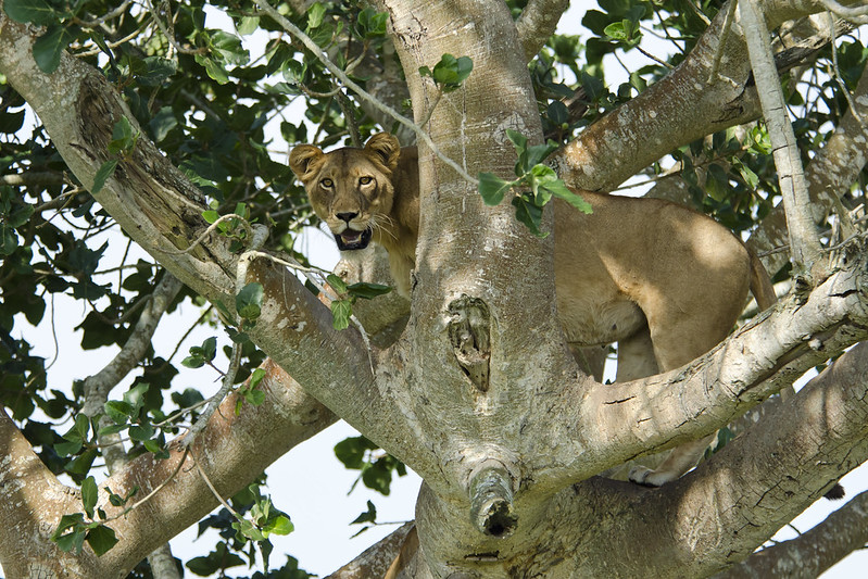 Queen Elizabeth National Park