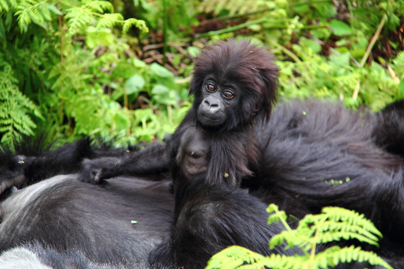 Gorilla Trekking - A Lifetime Encounter