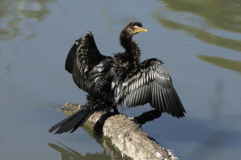 African darter