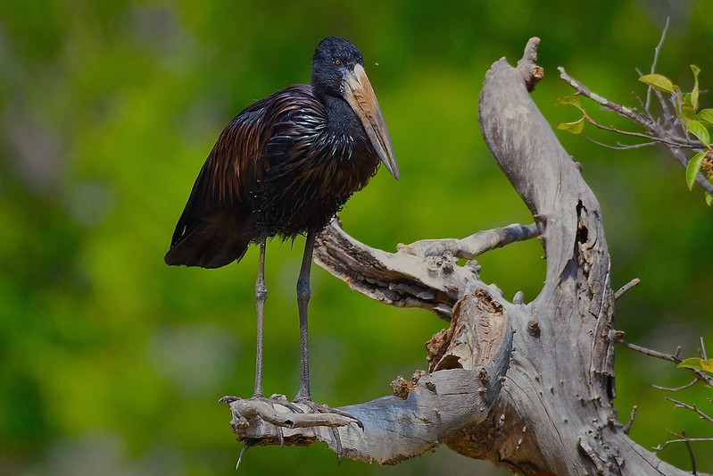 African openbill
