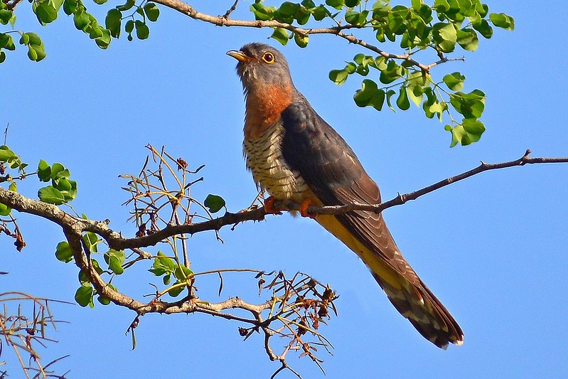 red-chested cuckoo