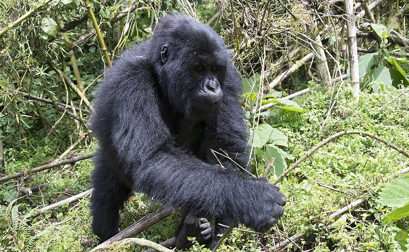 Gorilla hiking.