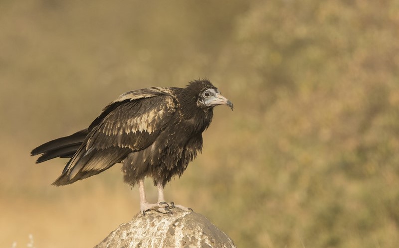 the Egyptian Vulture