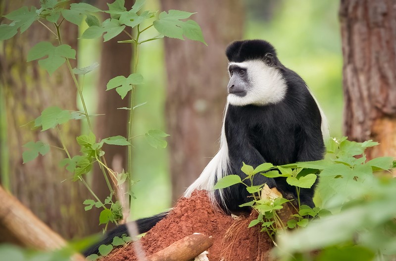 black and white Colobus monkeys