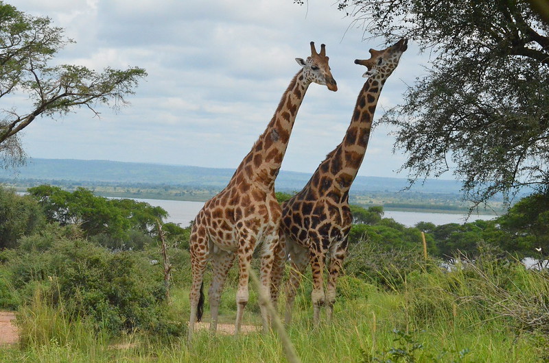 Murchison Falls National Park