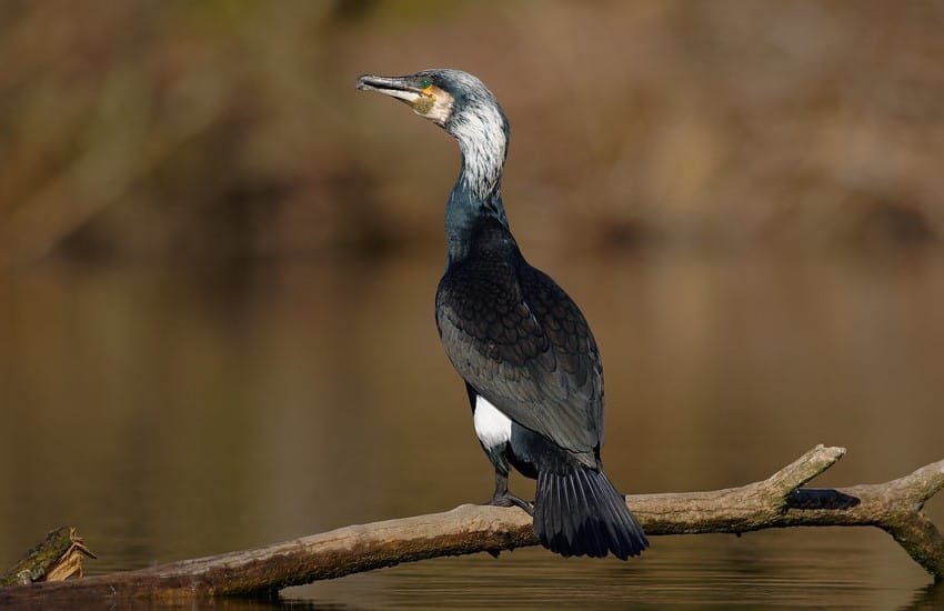 Birdwatching Safari at Mabira Forest Reserve 202