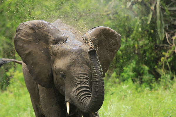 Queen Elizabeth National Park