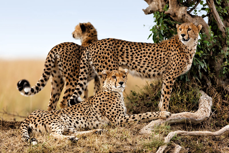 The Cheetah: The Speed Demon
