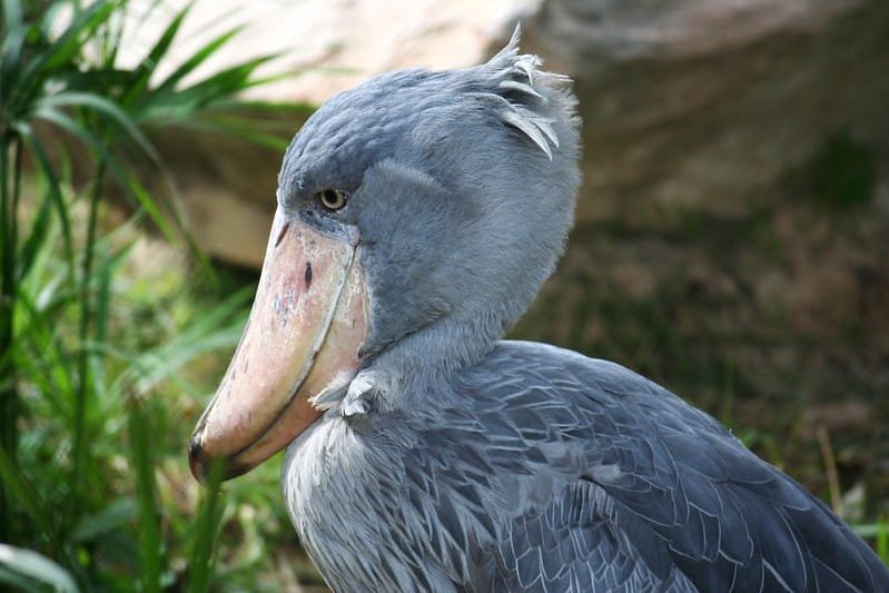 The shoebill stork of Uganda