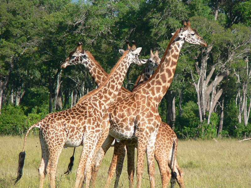 The Graceful Giraffe