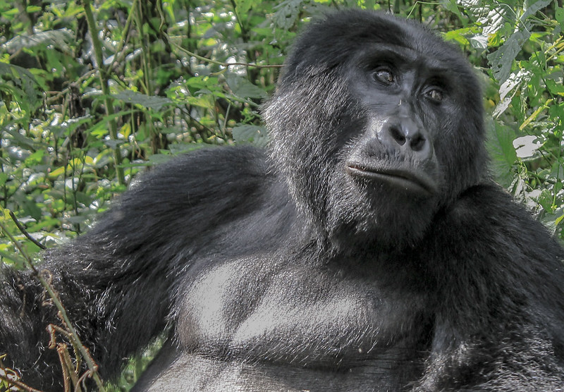 A Wild Encounter with Gorillas in Uganda.