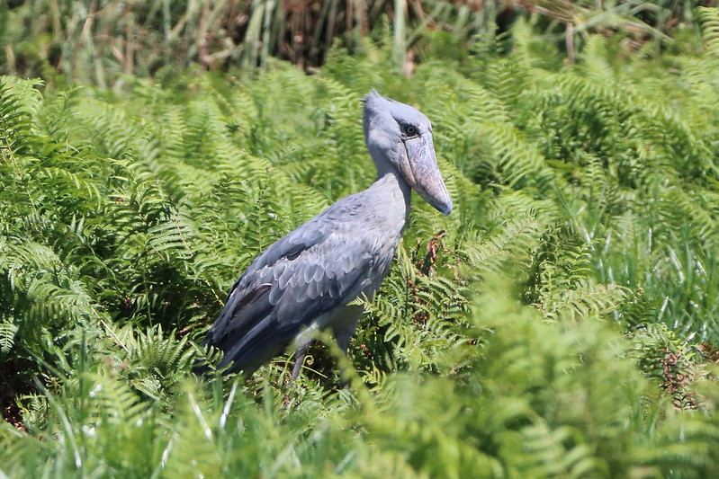 The shoebill stork of Uganda 