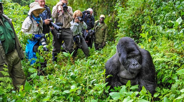 Gorilla Trekking Experience