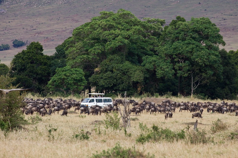 masai mara game drive