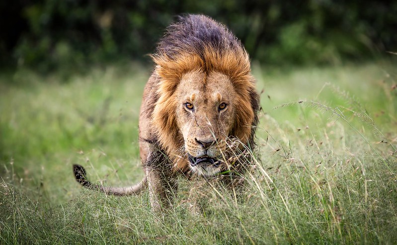 The Mighty Lion