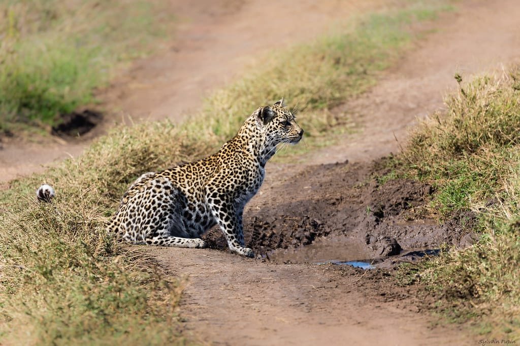 3 Days Serengeti Wildlife Tour
