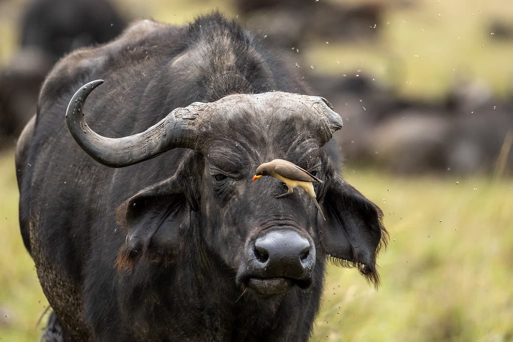 3 Days Masai Mara Safari