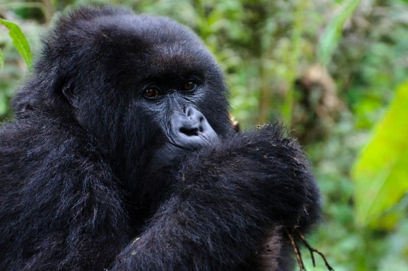 Safaris to Rwanda, Gorilla trekking.