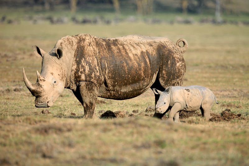 The Best Time to Visit Kenya for a Safari Adventure