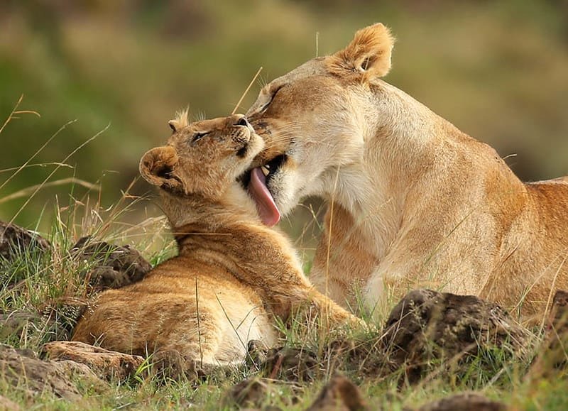 An Insider's Guide to Safari Photography in Kenya