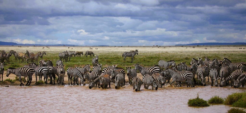 What Sets the Great Migration special 270