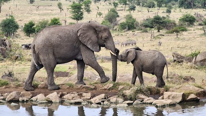 Ngorongoro Crater: A Must-Visit Safari Destination in 2025 serengeti and ngorongoro