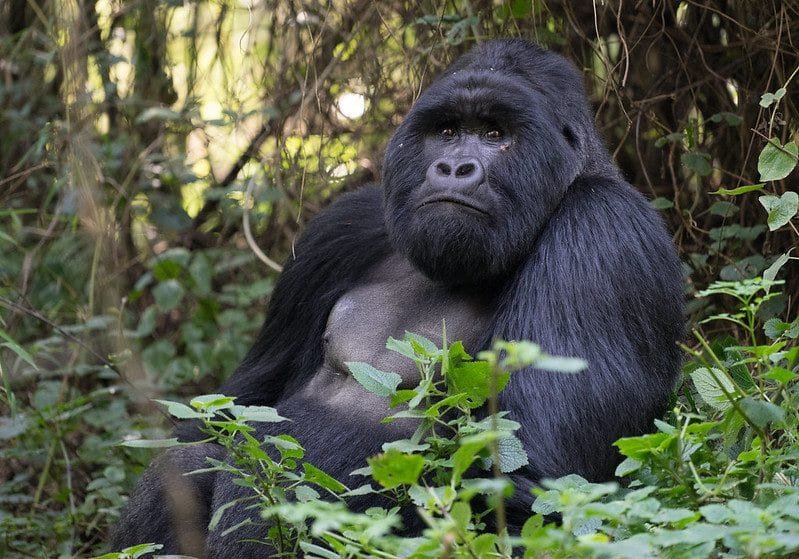 2025 Activities in Mgahinga gorilla national park