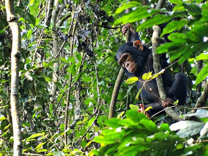 Chimpanzee Trekking Safaris Rwanda