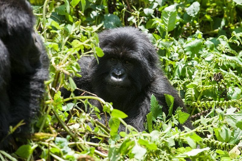 Commonly Asked Questions About Gorilla Trekking Uganda & Rwanda
