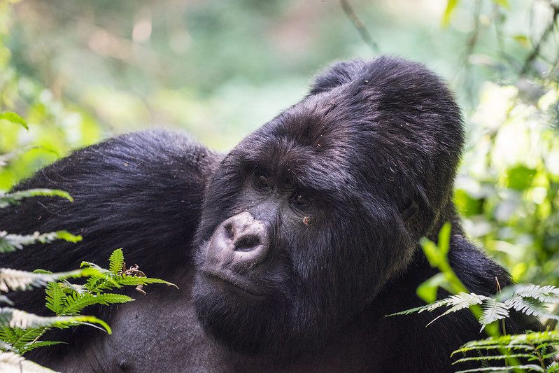 Facts about Mountain Gorillas in Africa
