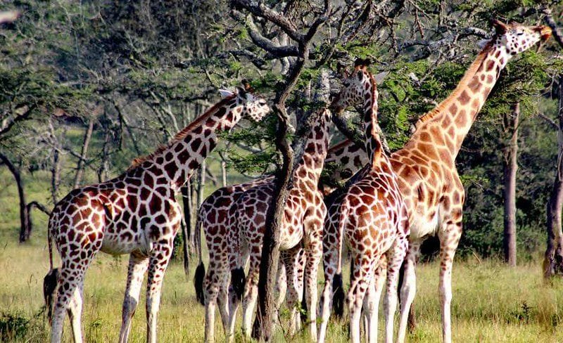 Game Drive Safaris in Murchison Falls National Park