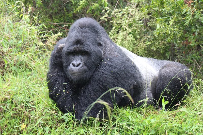 Gorilla trekking in Uganda and Rwanda