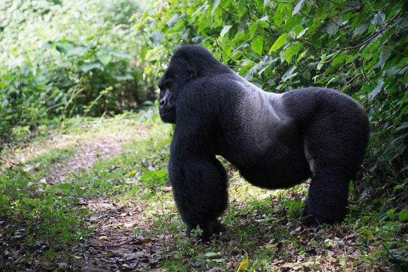 Mountain gorilla conservation through mountain gorilla trekking