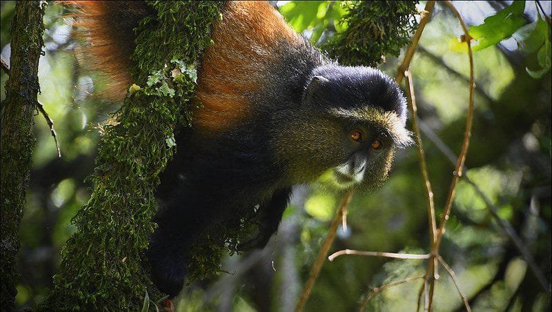 Reasons To Visit Mgahinga National Park