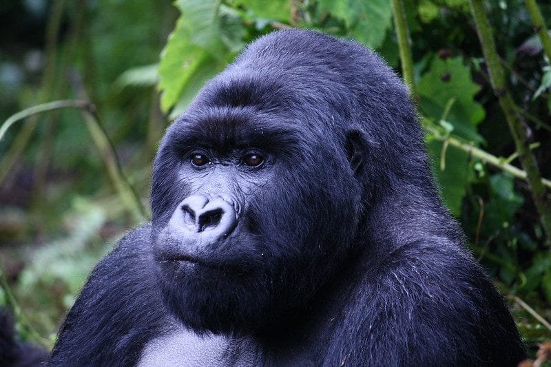 Rwanda Gorilla Tour