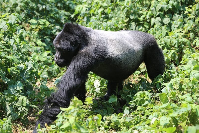 Silverback Gorilla Fun Facts 258