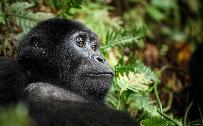 Things to do in Buhoma sector after gorilla trekking
