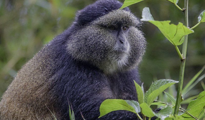 Things to do in Volcanoes national park Rwanda Things to do in Volcanoes national park Rwanda