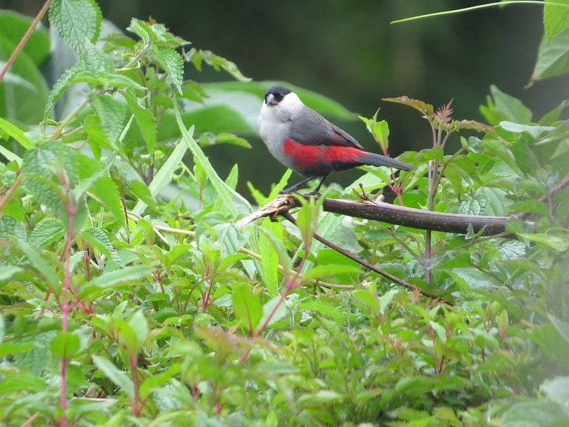 Top 10 birds in Mgahinga