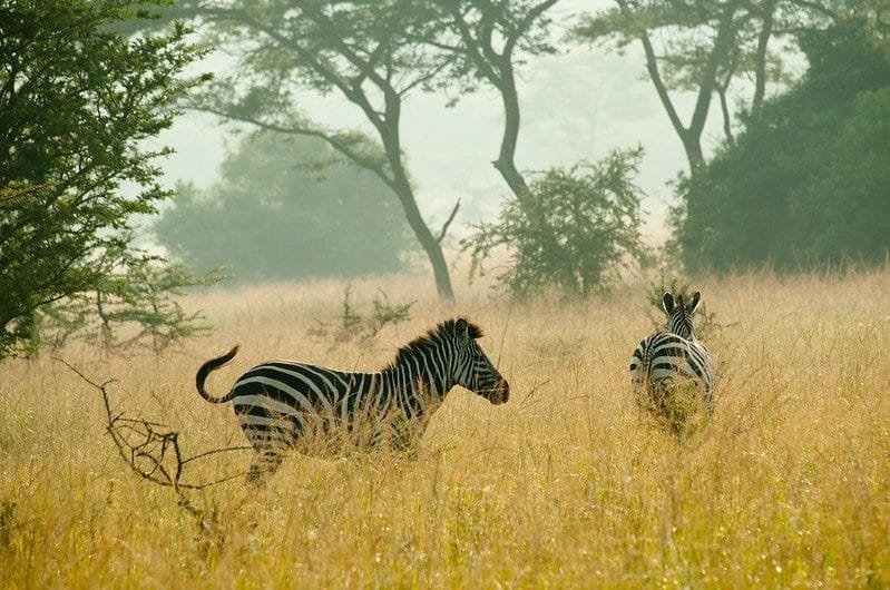 Top Safari Destinations in Uganda