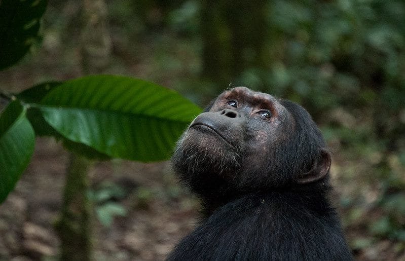 Top activities to do in Kibale forest national park