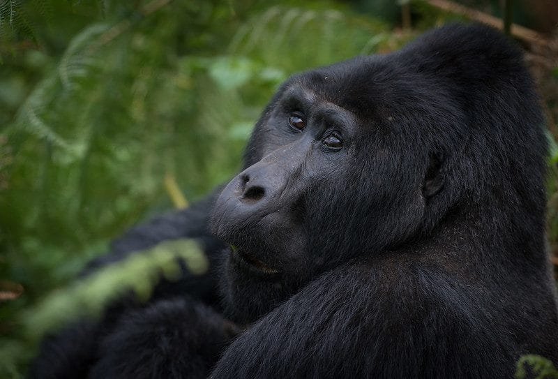 Top activities to do in Rushaga sector after gorilla trekking