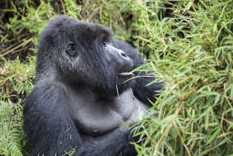 How to Plan a Gorilla Safari in 2025 Uganda Gorilla trekking tour from Kigali